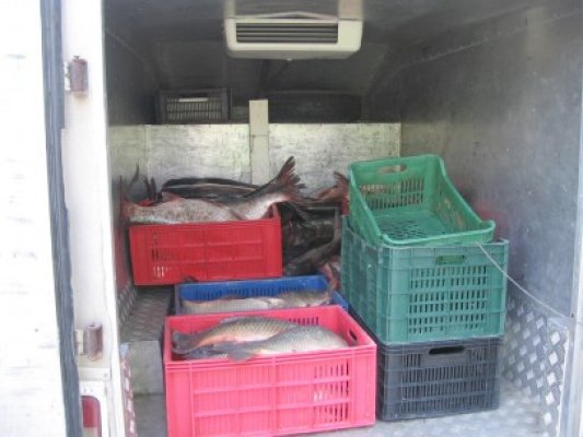 Peste 200 kilograme de peşte, braconat în Delta Dunării